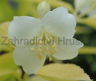 pustoryl - Philadelphus coronarius 'Aureus'