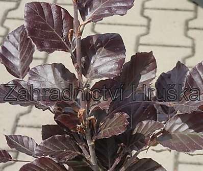 buk - Fagus sylvatica 'Dawyck Purple'