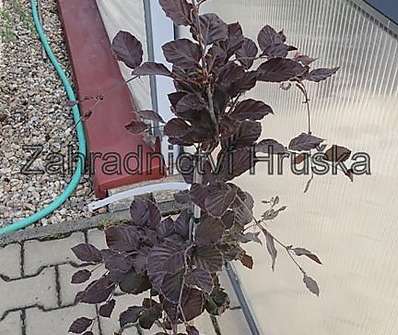 buk - Fagus sylvatica 'Dawyck Purple'