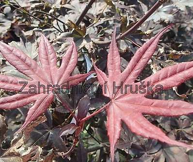 javor - Acer palmatum 'Bloodgood'.