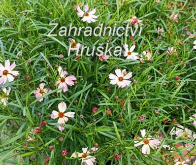 Coreopsis rosea Bloomsation Chameleon