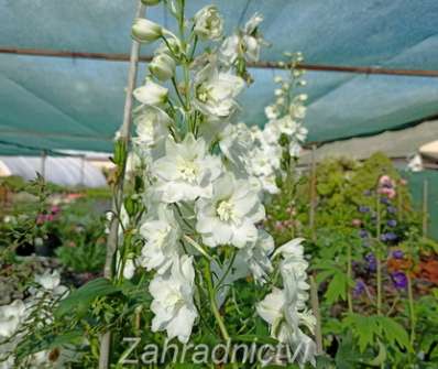 Delphinium Pacific - serie Galahad