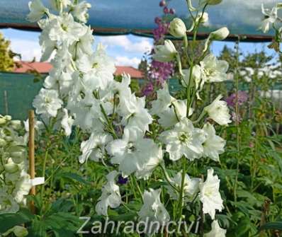 Delphinium Pacific - serie Galahad