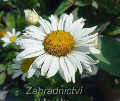 Leucanthemum superbum Snow Lady