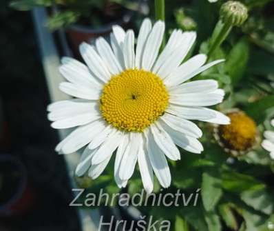 Leucanthemum superbum Snow Lady