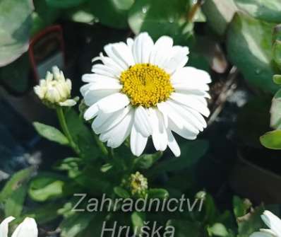 Leucanthemum superbum Snow Lady