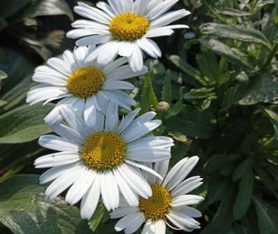 Leucanthemum superbum Snow Lady