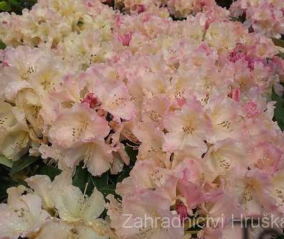 Rhododendron yakushimanum 'Percy Wiseman'