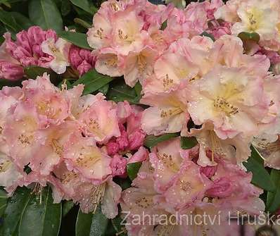 Rhododendron yakushimanum 'Percy Wiseman'