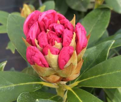 Rhododendron yakushimanum 'Percy Wiseman'