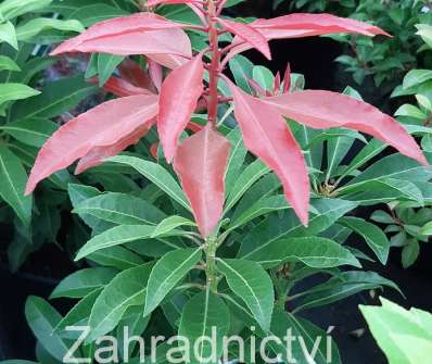 Pieris japonica 'Carnaval'