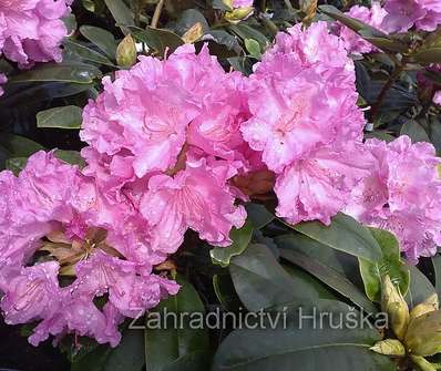 Rhododendron 'Lumina'