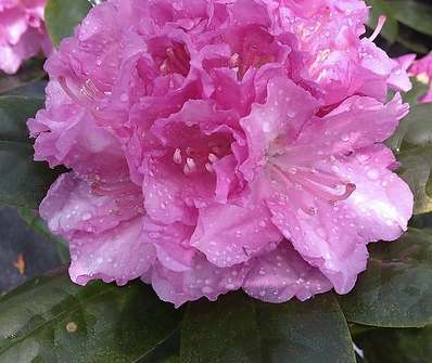 Rhododendron 'Lumina'