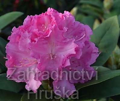 Rhododendron 'Lumina'