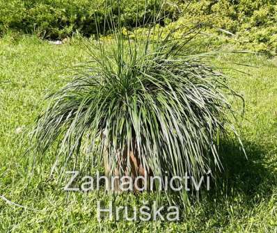 metlice - Deschampsia caespitosa 'Pálava'