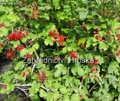 kalina - Viburnum opulus 'Compactum'