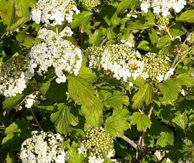 kalina - Viburnum opulus 'Compactum'