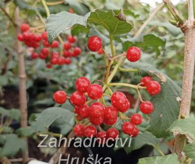 kalina - Viburnum opulus 'Compactum'