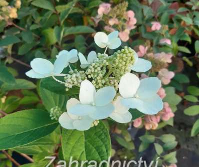 hortenzie - Hydrangea paniculata 'Unique'