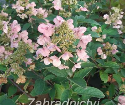 hortenzie - Hydrangea paniculata 'Unique'