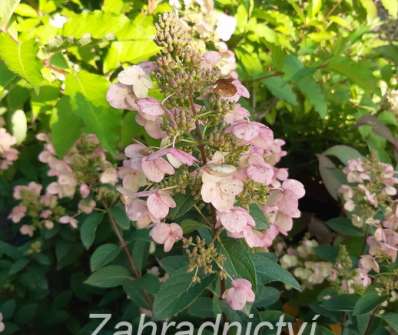 hortenzie - Hydrangea paniculata 'Unique'