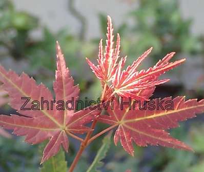 javor - Acer palmatum 'Phoenix'