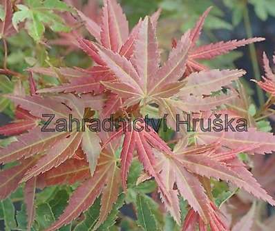 javor - Acer palmatum 'Phoenix'