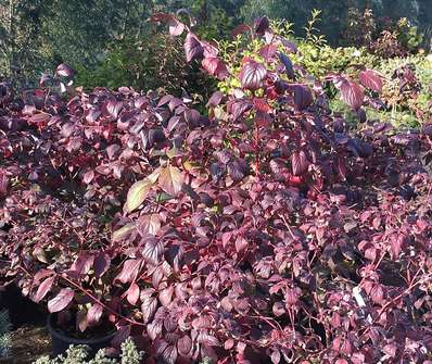 svída - Cornus sanguinea 'Winter Beauty'