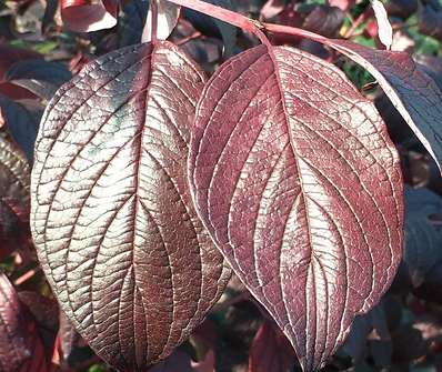 svída - Cornus sanguinea 'Winter Beauty'