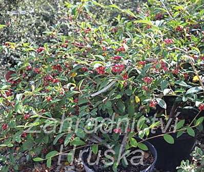 skalník - Cotoneaster salicifolius 'Herbstfeuer'