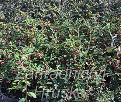 skalník - Cotoneaster salicifolius 'Herbstfeuer'