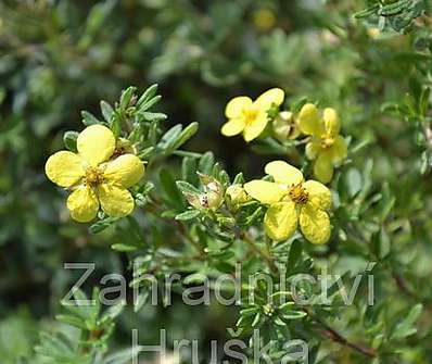 mochna - Potentilla fruticosa 'Gold Kissen'