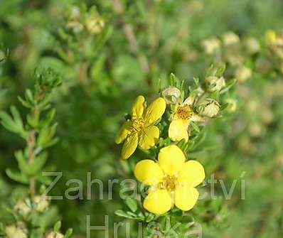 mochna - Potentilla fruticosa 'Gold Kissen'