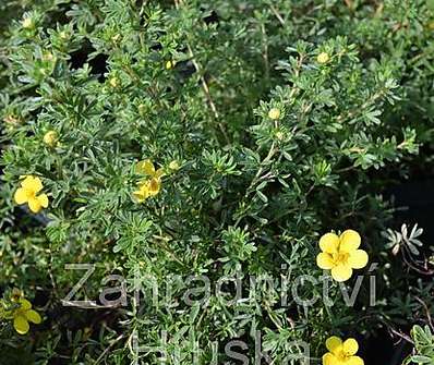 mochna - Potentilla fruticosa 'Gold Kissen'