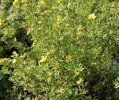 mochna - Potentilla fruticosa 'Gold Kissen'