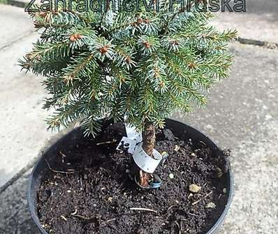 smrk - Picea omorika 'Treplicensis'.