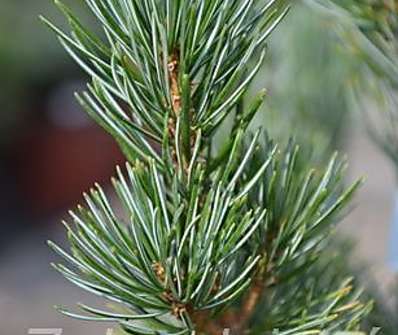 Borovice - Pinus parviflora 'Rijujin'.