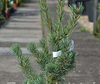 Borovice - Pinus parviflora 'Rijujin'.