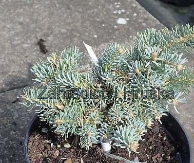 jedle - Abies concolor 'Blue Saphir'