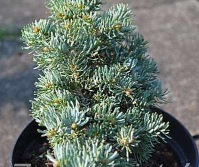 jedle - Abies concolor 'Blue Saphir'