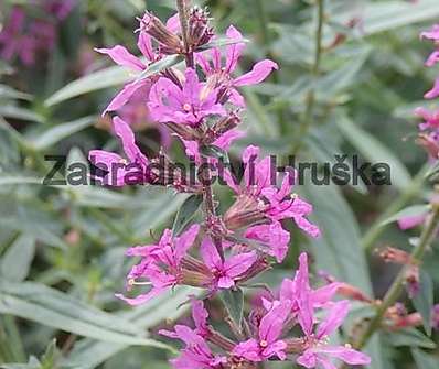 Lythrum  salicaria ´Lady Sacville´