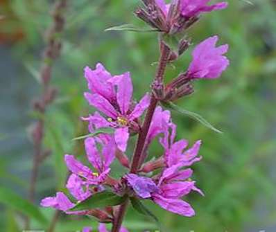 Lythrum  salicaria ´Lady Sacville´