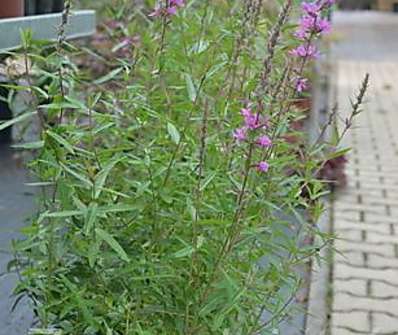 Lythrum  salicaria ´Lady Sacville´