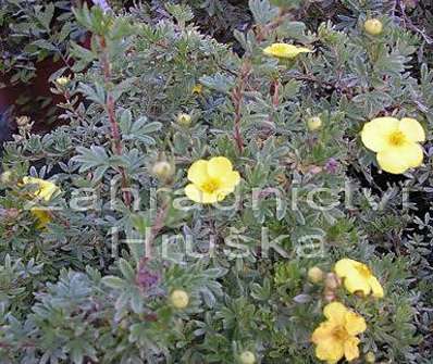 mochna - Potentilla fruticosa 'Kobold'