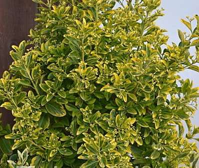 brslen - Euonymus japonicus 'Elegantissimus Aureus'