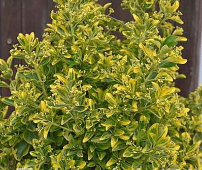 brslen - Euonymus japonicus 'Elegantissimus Aureus'