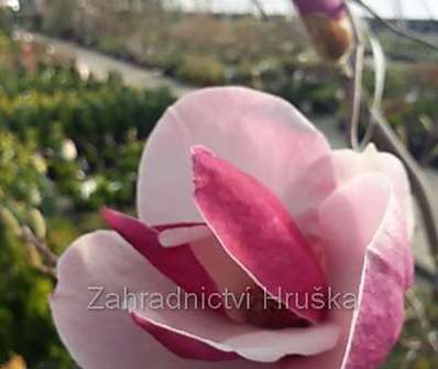 šácholan - Magnolia 'Red Lucky'