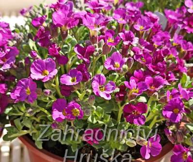 Aubrieta cultorum Cascade Red