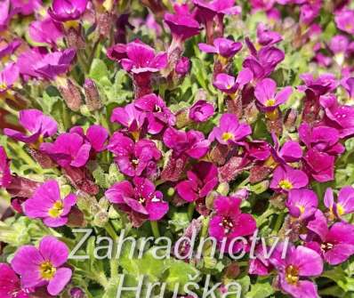 Aubrieta cultorum Cascade Red