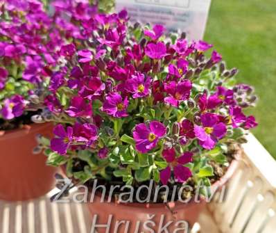 Aubrieta cultorum Cascade Red